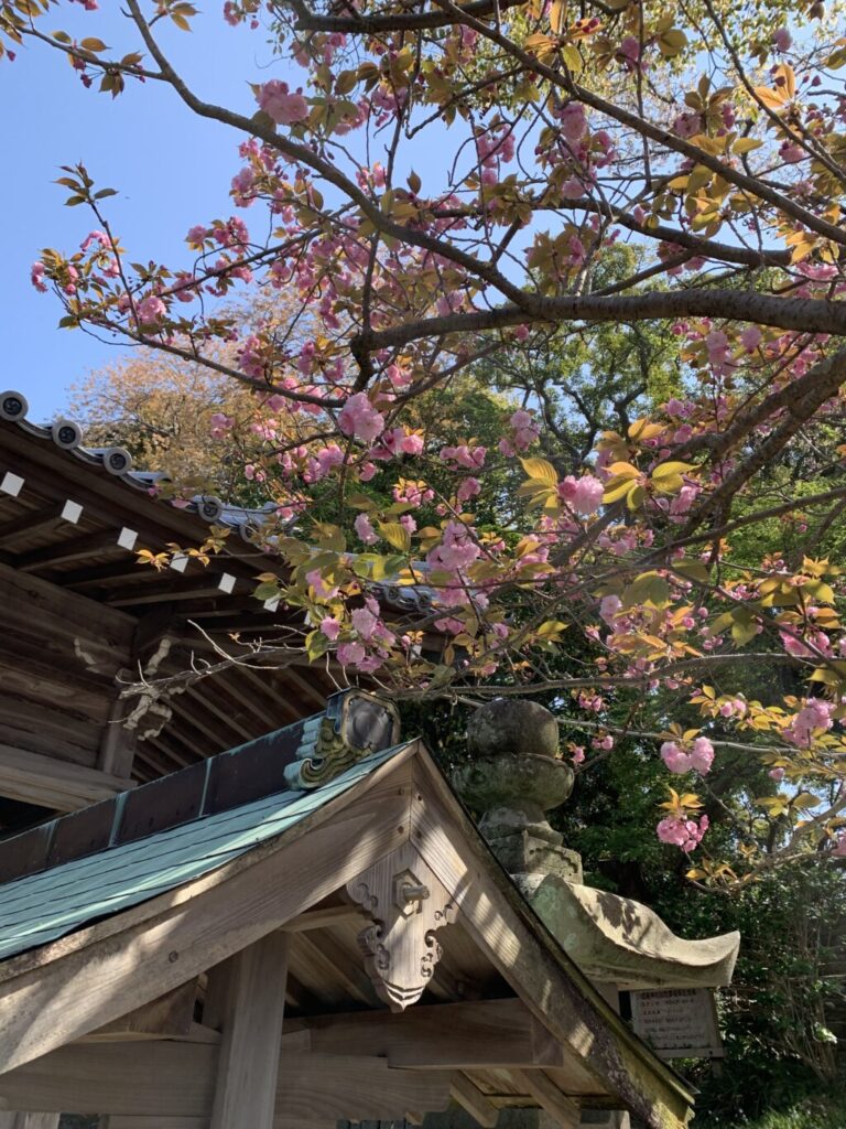 淡路島沼島八幡神社桜